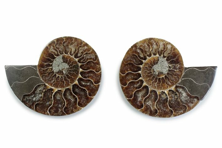 Cut & Polished Ammonite Fossil - Madagascar #377554